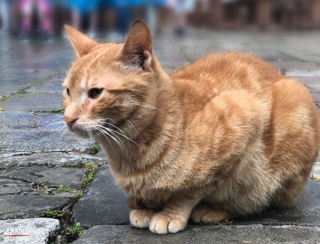 One of the residents of Kotor