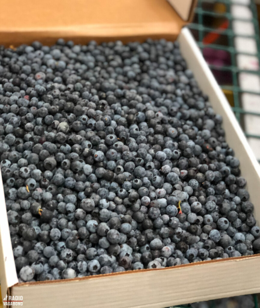 The best blueberries go into boxes.