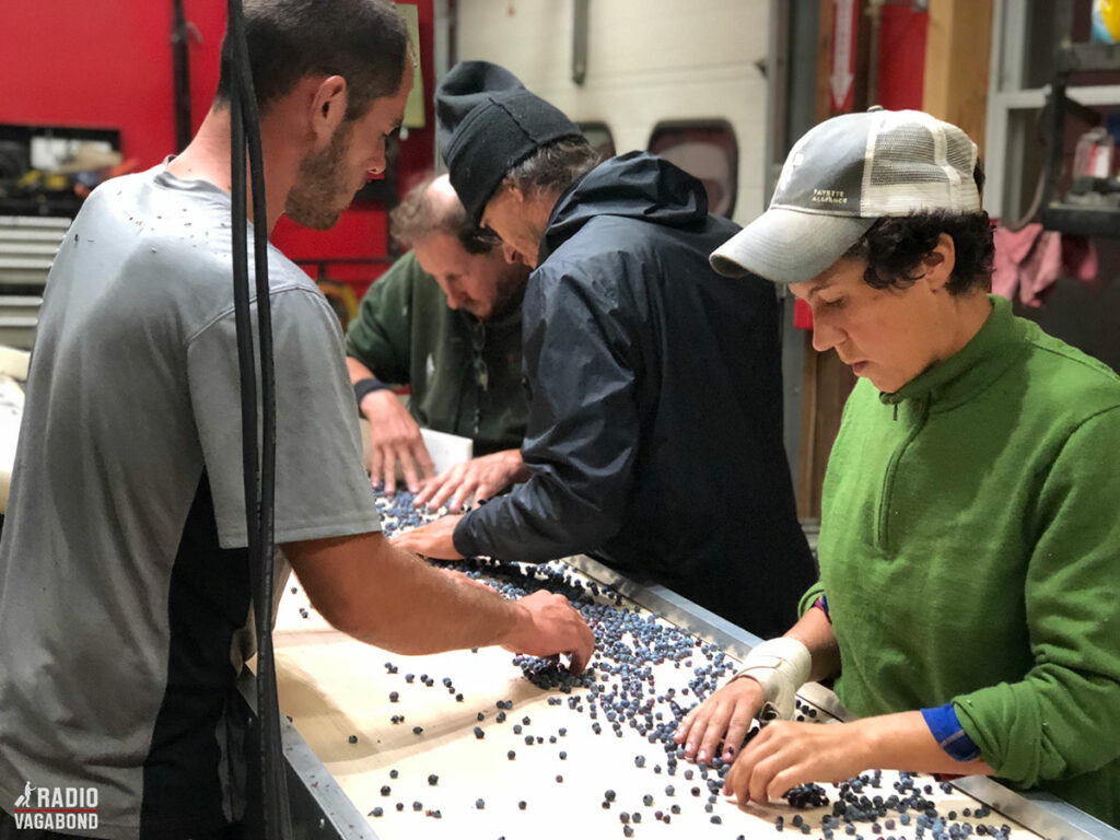 Sorting the good berries from the bad.