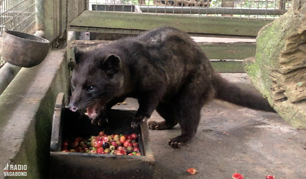 Coffee Luwak is made from partially digested coffee cherries that have been eaten and pooped out by a shy cat-like creature called the Asian palm civet.