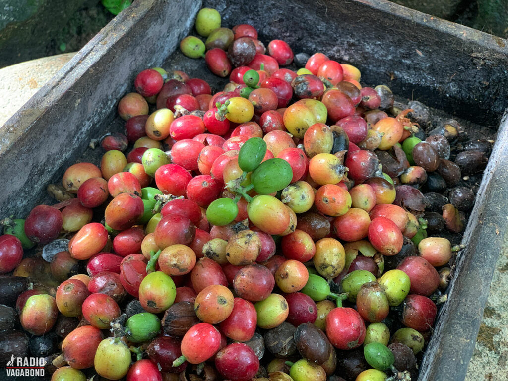 Coffee berries ready to eat+poop