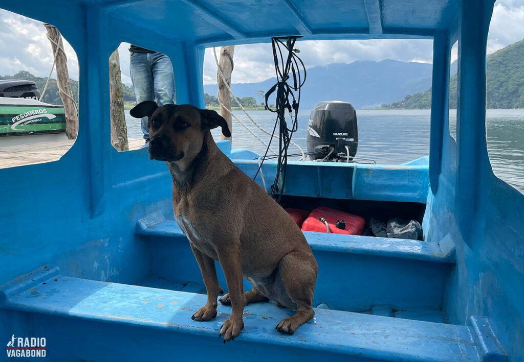 The dog Catzij is used to boating the lake.