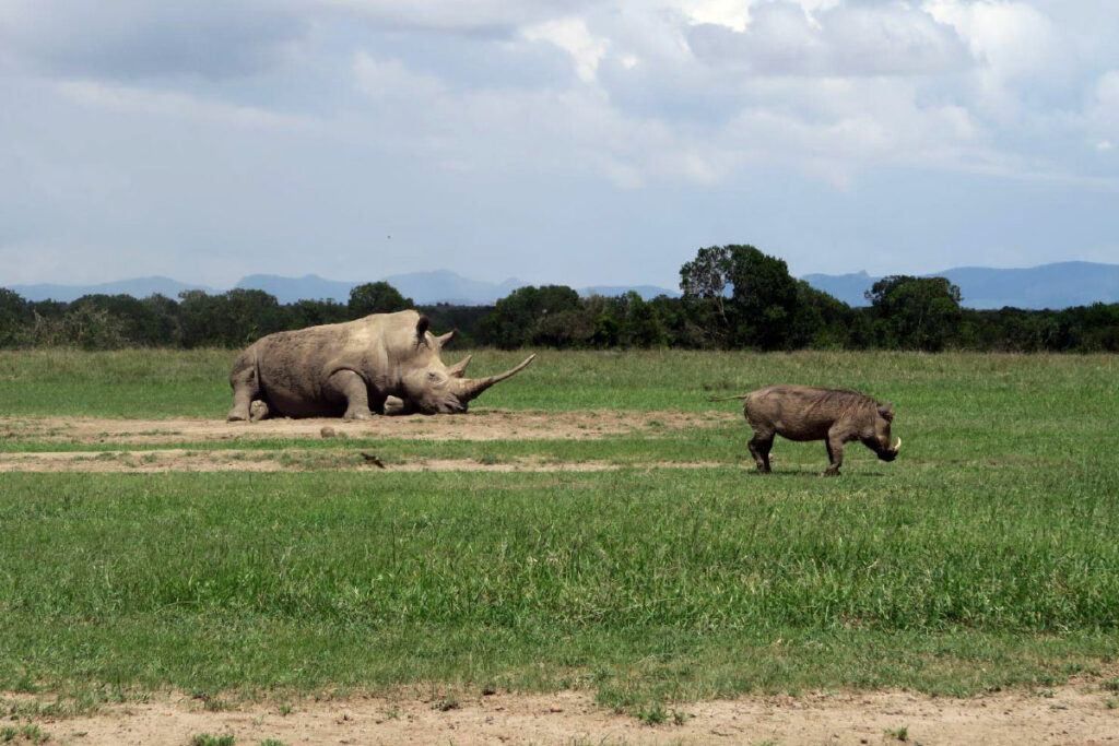 Rhino and warthog in Ol Pejeta Conservancy in Nanyuki.