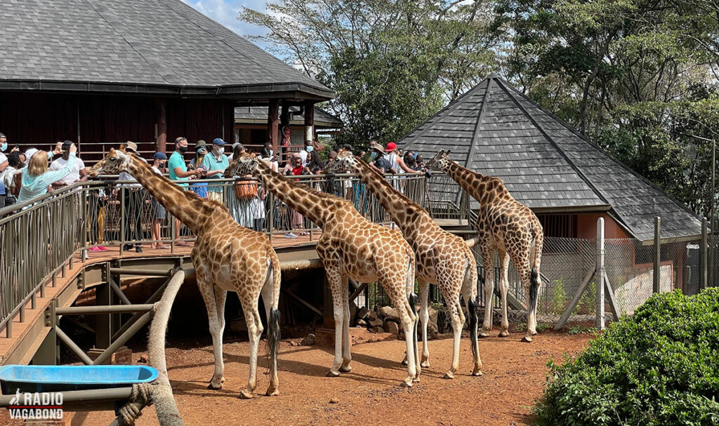 Giraffes ready for a snack at the feeding platform