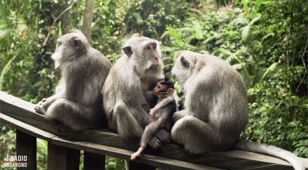 Ubud Monkey Forest