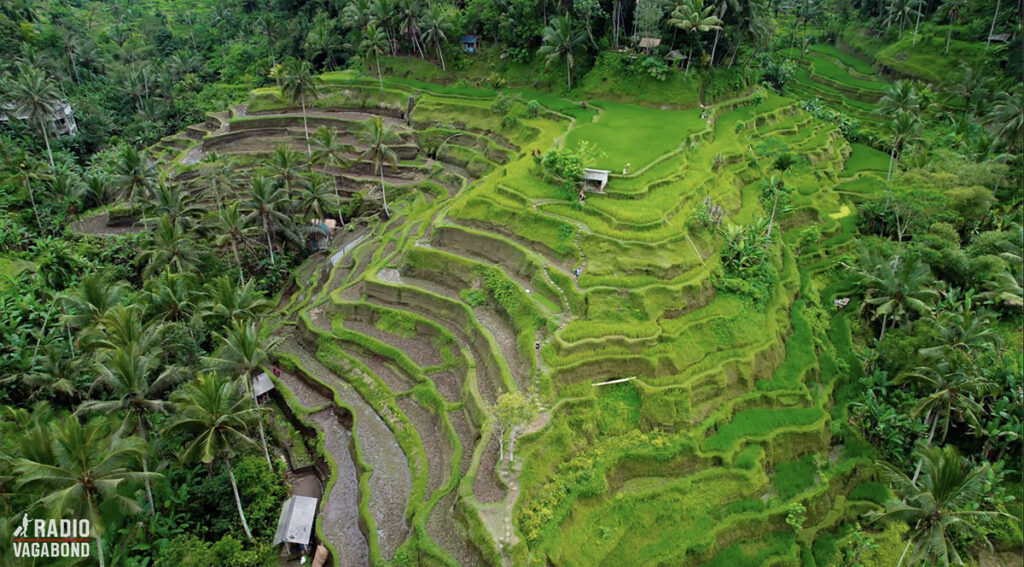 Tegallalang Rice Terraces